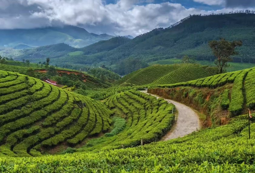 Munnar, Kerala